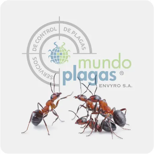 [3000H] Control de Hormigas
